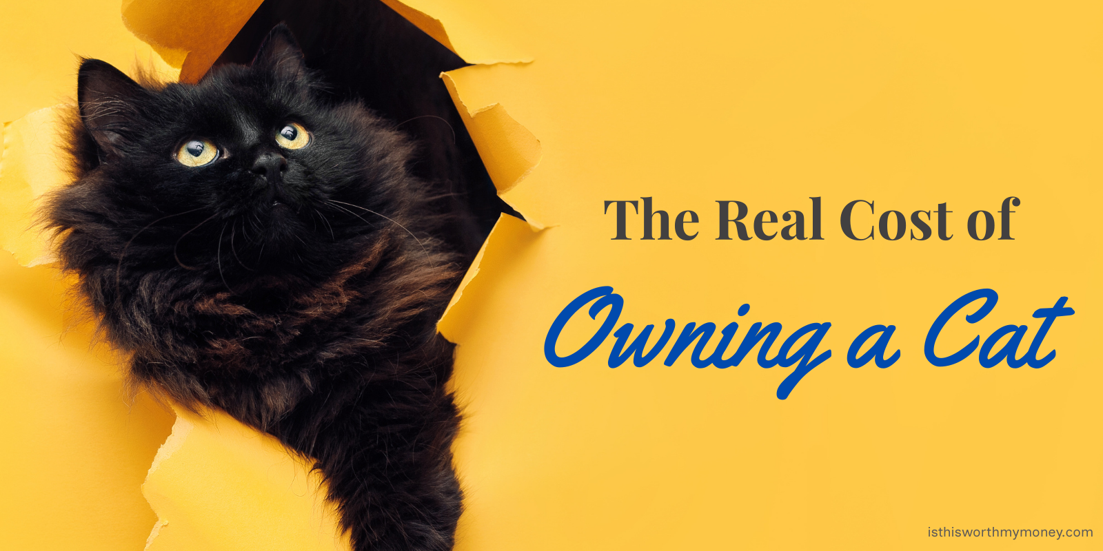 The Real Cost of Owning a Cat